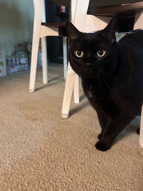 HERMIE - Domestic Short Hair available for adoption