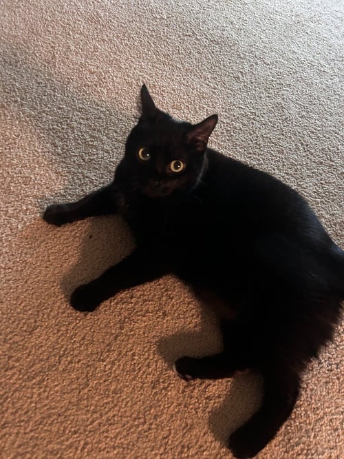 HERMIE - Domestic Short Hair available for adoption