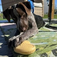Milo - Pending Adoption - Photo 4