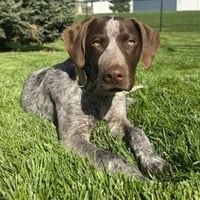 Milo - Pending Adoption - Photo 1
