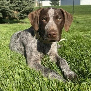 MILO - PENDING ADOPTION - German Shorthaired Pointer available for adoption