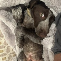 Milo - Pending Adoption - Photo 3