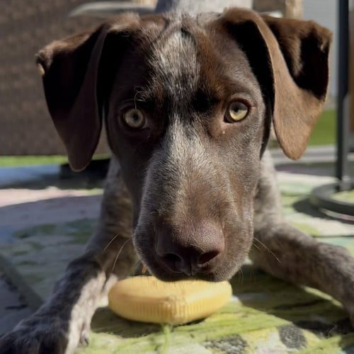 MILO - PENDING ADOPTION - German Shorthaired Pointer available for adoption
