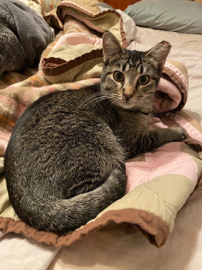 TINKER (FELV+) - Domestic Short Hair available for adoption