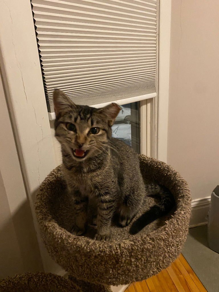 TINKER (FELV+) - Domestic Short Hair available for adoption