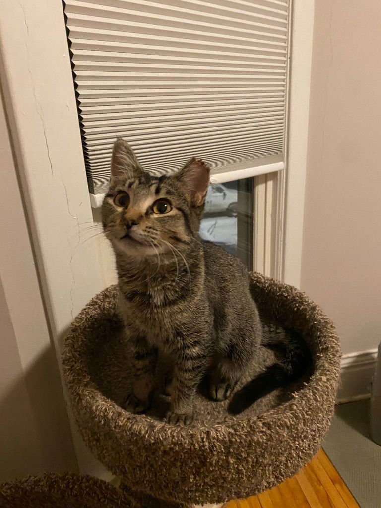 Tinker (FeLV+) - Photo 3