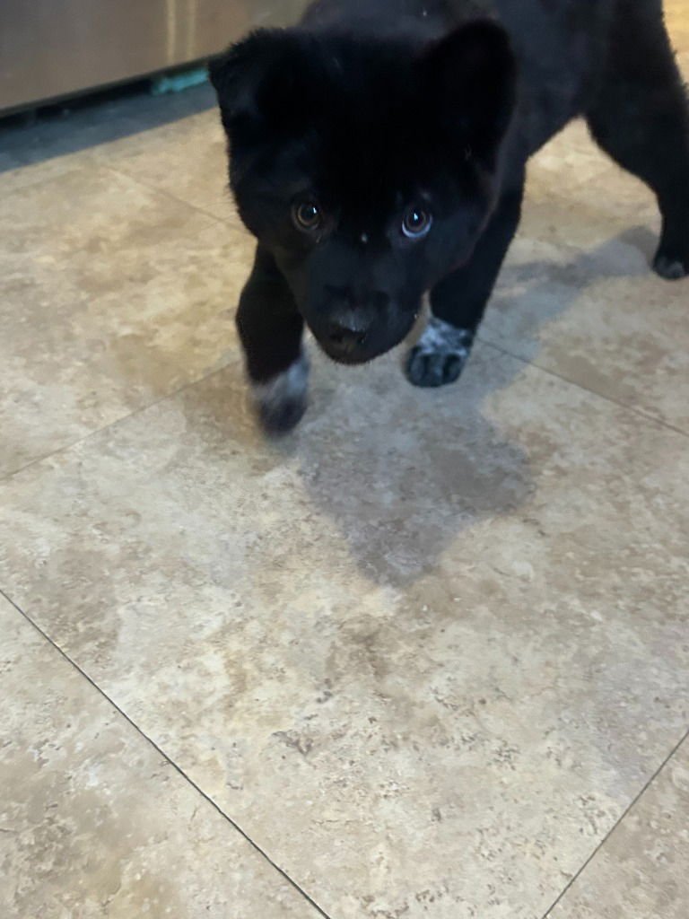 ZEPHYR - Terrier available for adoption