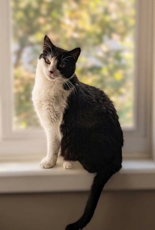 Luna - Pending Adoption Image