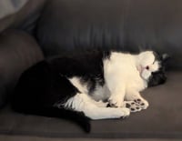 Luna - Pending Adoption - Photo 3