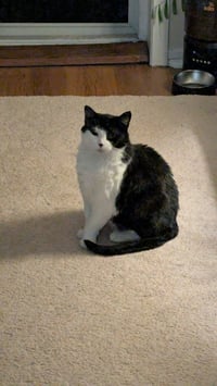 Luna - Pending Adoption - Photo 4