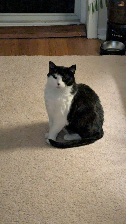 LUNA - Domestic Short Hair available for adoption