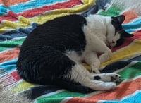 Luna - Pending Adoption - Photo 2