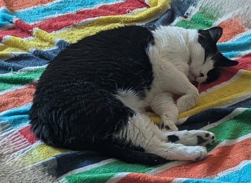 LUNA - PENDING ADOPTION - Domestic Short Hair available for adoption