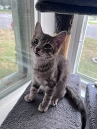 Noodle - No Longer Accepting Applications - Photo 3