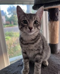 Noodle - No Longer Accepting Applications - Photo 1