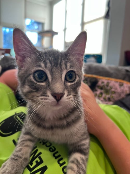 NOODLE - NO LONGER ACCEPTING APPLICATIONS - Domestic Short Hair available for adoption