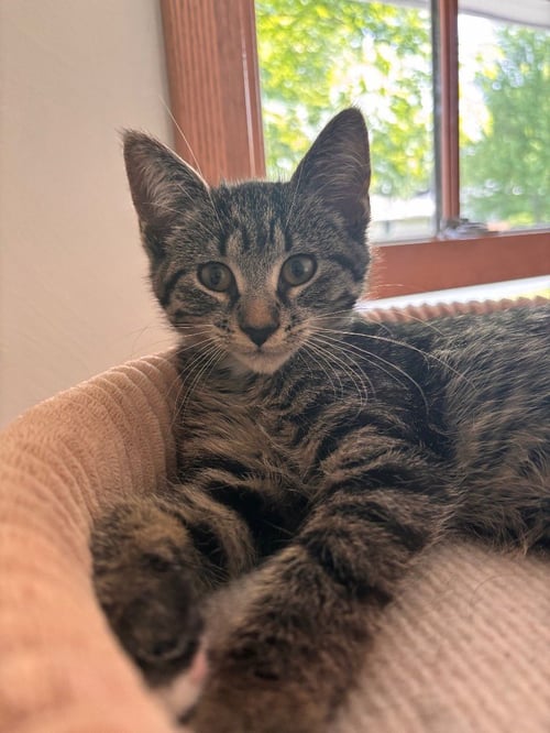 MARIGOLD - Domestic Short Hair available for adoption