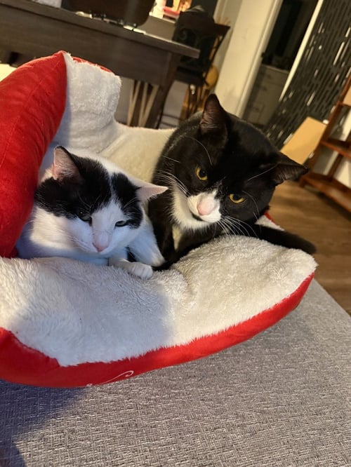 BEAR / KILO - Domestic Short Hair available for adoption
