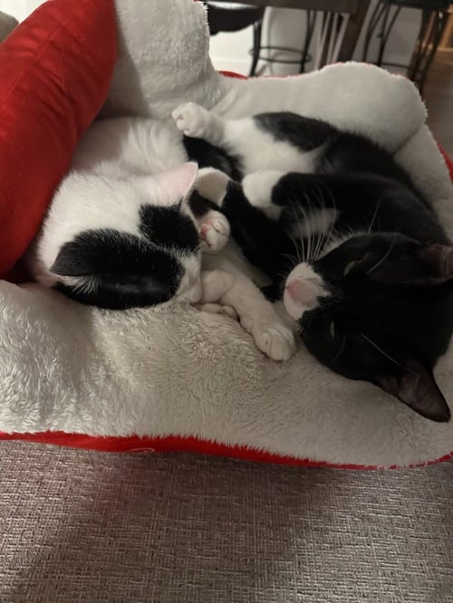 BEAR / KILO - Domestic Short Hair available for adoption