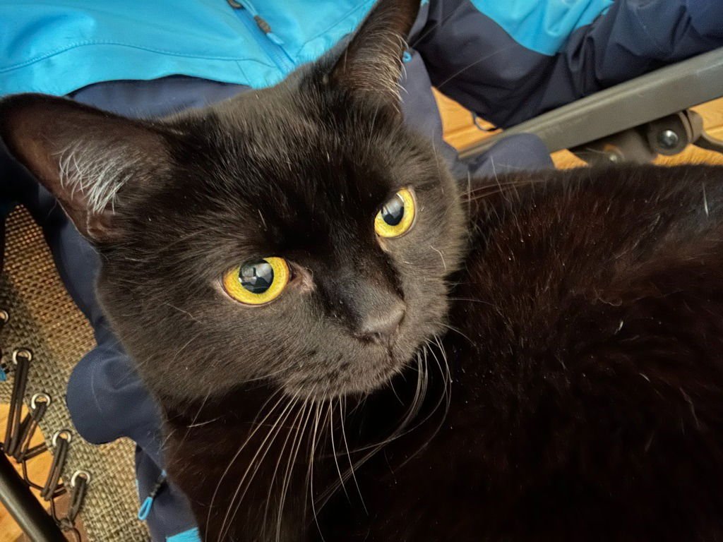 DAENERYS- PENDING ADOPTION - Domestic Short Hair available for adoption