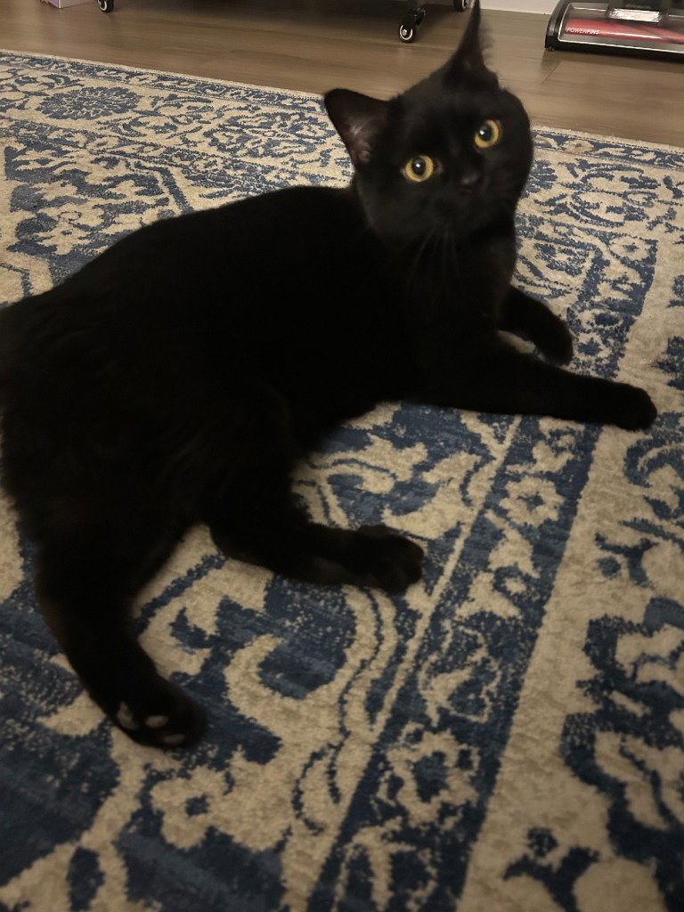 DAENERYS- PENDING ADOPTION - Domestic Short Hair available for adoption