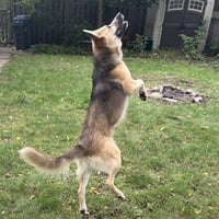 Chase - Photo 3