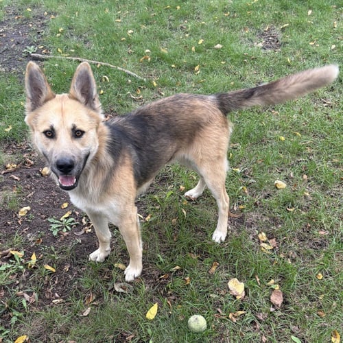 CHASE - German Shepherd Dog / Terrier available for adoption