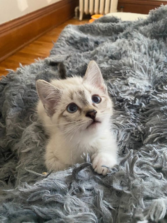 Francis (FeLV+) Image