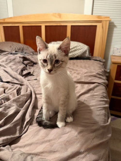 FRANCIS (FELV+) - Siamese available for adoption