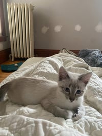 Francis (FeLV+) - Photo 4