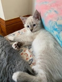 Francis (FeLV+) - Photo 3