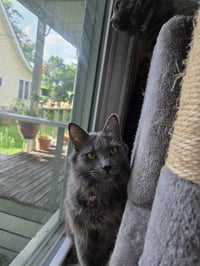 Lady Grey / Matilda - Photo 4