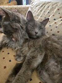 Lady Grey / Matilda - Photo 3