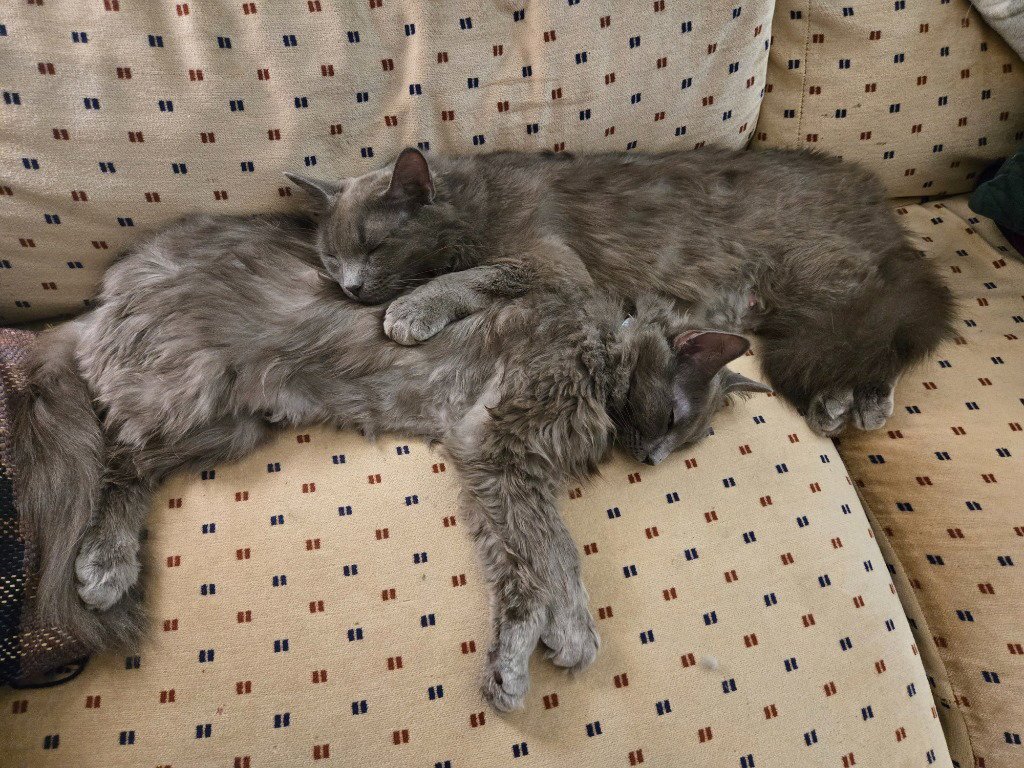 Lady Grey / Matilda Image