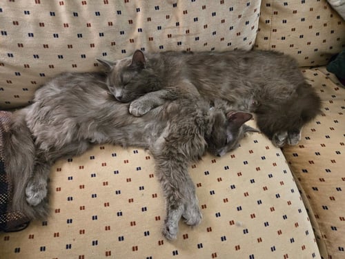 LADY GREY / MATILDA - Domestic Long Hair available for adoption