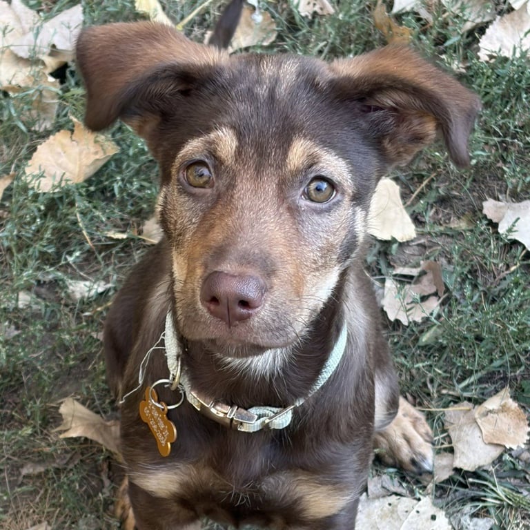 Lexi - Pending Adoption Image