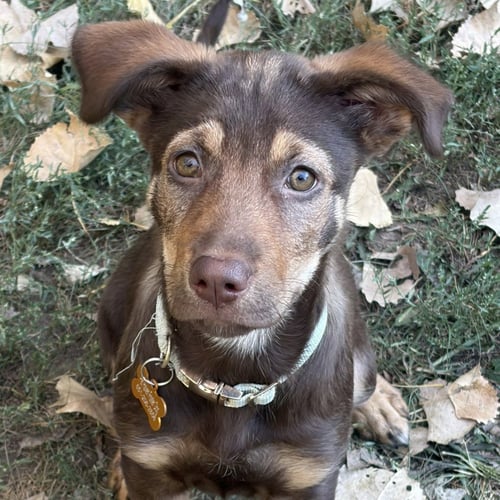 LEXI - PENDING ADOPTION - German Shepherd Dog / Terrier available for adoption