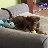 Lexi - Pending Adoption - Photo 4