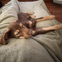 Lexi - Pending Adoption - Photo 2