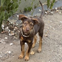 Lexi - Pending Adoption - Photo 3