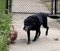 Chase / Maci - Photo 2