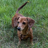 Chase / Maci - Photo 4