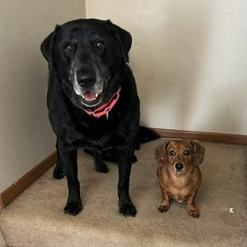 CHASE / MACI - Labrador Retriever available for adoption