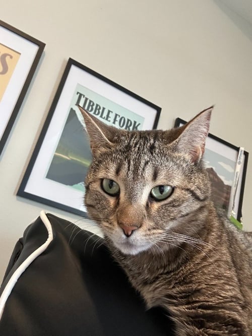 RON - Domestic Short Hair available for adoption