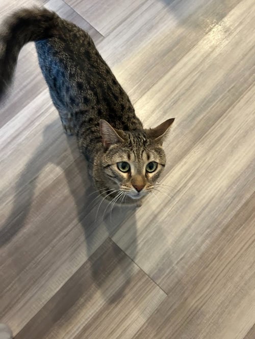 RON - Domestic Short Hair available for adoption