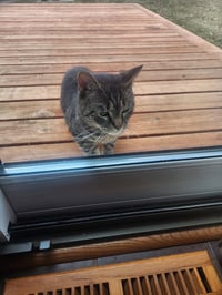 Arlo - Photo 4