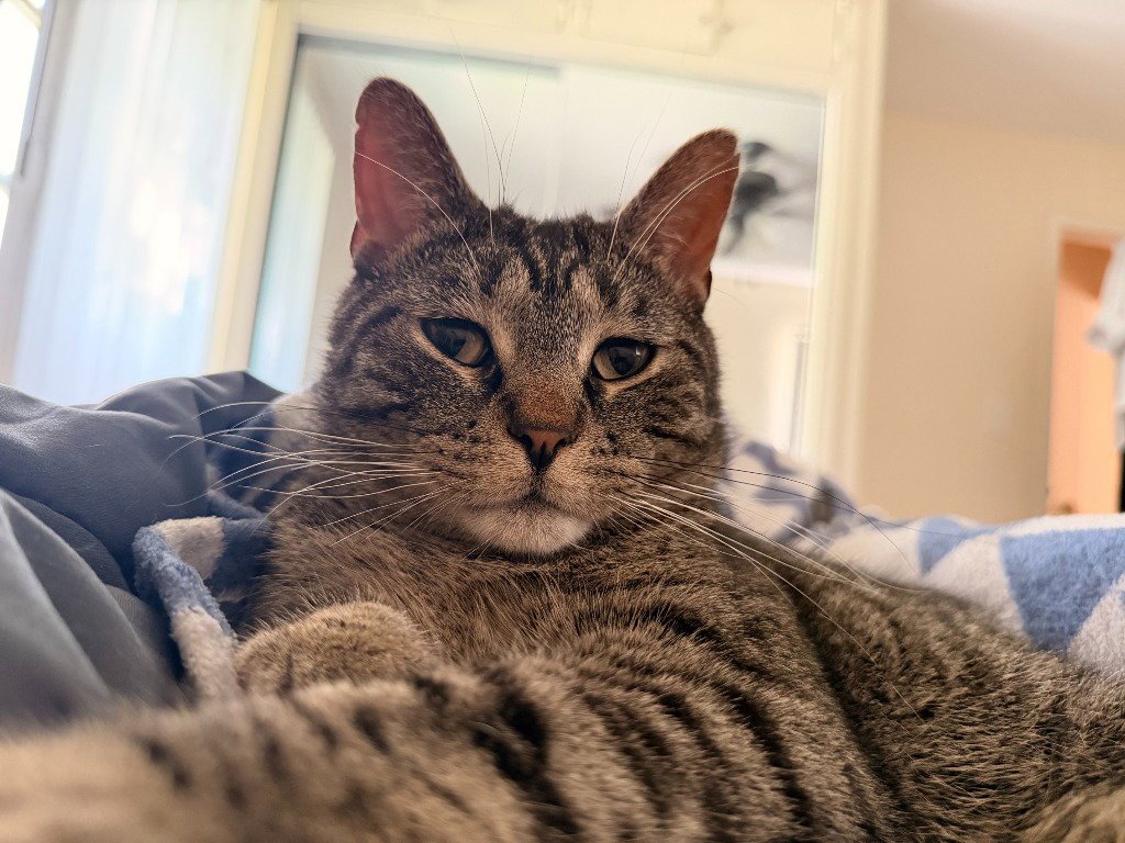 Arlo - Pending Adoption Image