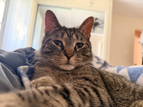 ARLO - Domestic Short Hair available for adoption