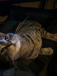 Arlo - Pending Adoption - Photo 2
