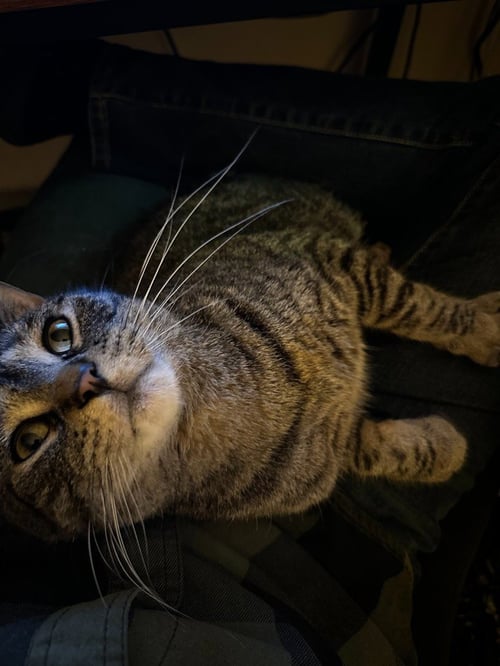 ARLO - Domestic Short Hair available for adoption
